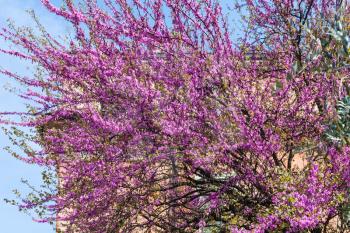travel to Italy - pink blossom of cercis siliquastrum (judas tree) in Verona city in spring