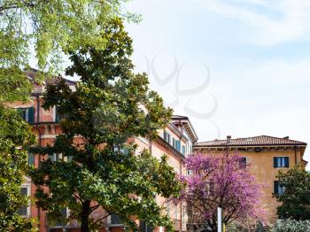 travel to Italy - urban trees in Verona city in spring