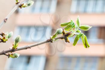 twig of horse chestnut tree ( aesculus hippocastanum) with young green leaves in city in spring day