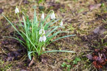 white snowdrop (Galanthus) flowers on wet meadow after spring rain