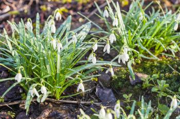 bushes of white snowdrop (Galanthus) flowers on wet meadow after spring rain
