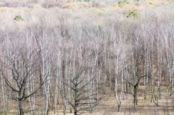 above view of bare birch and oak trees in woods in early spring day
