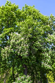 blossoming horse chestnut (Aesculus hippocastanum) - symbol of Kiev city in public urban park Volodymyrska Hill (Saint Volodymyr Hill, Volodymyrska hirka, Vladimirskaya gorka) in spring