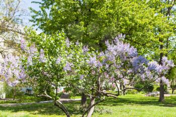 travel to Ukraine - blossomng lilac in yard of Saint Sophia Cathedral in Kiev city in spring