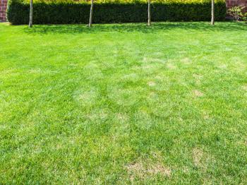 clipped lawn with green hedge on backyard of country house