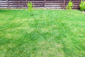 clipped lawn with young trees near wooden fence on backyard of country house
