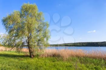 willow tree on green shore of ponds of Bobritsa river in spring, Ukraine