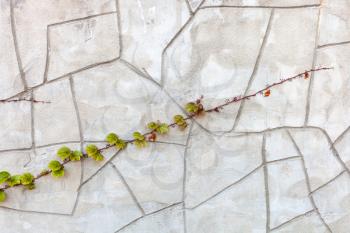 twig of climbing plant on concrete wall of country house