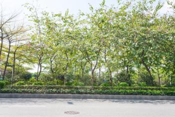 travel to China - street and green trees of Zhujiang park in Guangzhou city in spring season