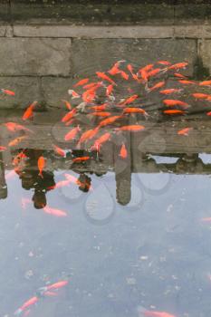 travel to China - gold fishes in pond in Working People's Cultural Palace (Imperial Ancestral Hall) public park in Beijing Imperial city in spring