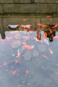 travel to China - goldfishes in pool in Working People's Cultural Palace (Imperial Ancestral Hall) public park in Beijing Imperial city in spring