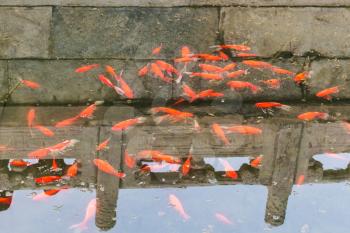 travel to China - many gold fishes in pond in Working People's Cultural Palace (Imperial Ancestral Hall) public park in Beijing Imperial city in spring