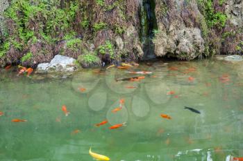 travel to China - gold fishes in Yi river near longmen caves in spring season
