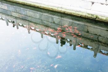 travel to China - pond with goldfishes in Working People's Cultural Palace (Imperial Ancestral Hall) public park in Beijing Imperial city in spring