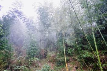 travel to China - wet woods in mist rainforest in area of Dazhai Longsheng Rice Terraces (Dragon's Backbone terrace, Longji Rice Terraces) in spring season