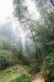 travel to China - wet path in mist rainforest in area of Dazhai Longsheng Rice Terraces (Dragon's Backbone terrace, Longji Rice Terraces) in spring season