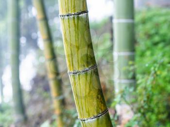 travel to China - wet bamboo trunk close up in mist rainforest in area of Dazhai Longsheng Rice Terraces (Dragon's Backbone terrace, Longji Rice Terraces) in spring rain