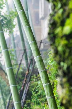 travel to China - wet bamboo trunk in Tiantou village in area of Dazhai Longsheng Rice Terraces (Dragon's Backbone terrace, Longji Rice Terraces) in spring rain
