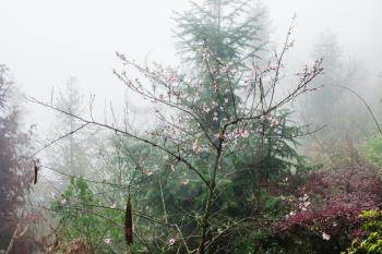 travel to China - pink blossom on tree in mist rainforest in area of Dazhai Longsheng Rice Terraces (Dragon's Backbone terrace, Longji Rice Terraces) in spring season