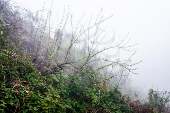 travel to China - rain drops on tree in rainforest on hill in misty spring day in area of Dazhai Longsheng Rice Terraces (Dragon's Backbone terrace, Longji Rice Terraces)