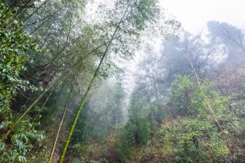 travel to China - wet rainforest in area of Dazhai Longsheng Rice Terraces (Dragon's Backbone terrace, Longji Rice Terraces) in spring season