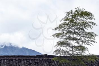 travel to China - bamboo tree over roof on country house in Tiantouzhai village and view clouds over mountain in area Dazhai Longsheng Rice Terraces ( Longji Rice Terraces) in spring