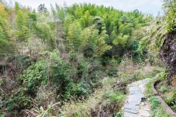 travel to China - thicket and path on mountain slope in Dazhai country of Longsheng Rice Terraces (Dragon's Backbone terrace, Longji Rice Terraces) in spring