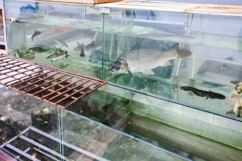 travel to China - aquarium with live fishes in front of cafe in Jiangdi village in Longsheng Hot Springs National Forest Park of Xiangshan District