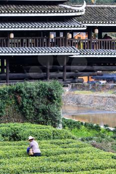 travel to China - picker on tea plantation and Chengyang Wind and Rain Bridge (Fengyu, Yongji or Panlong Bridge) in Sanjiang Dong Autonomous County in spring season
