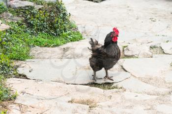 travel to China - black cock on street in Chengyang village of Sanjiang Dong Autonomous County in spring season