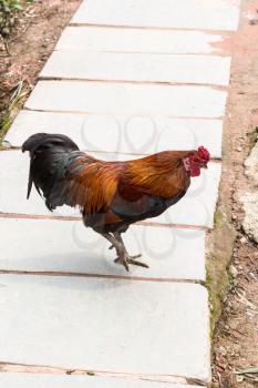 travel to China - red and black cock on street in Chengyang village of Sanjiang Dong Autonomous County in spring season