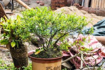 travel to China - Bonsai on backyard of country house in Chengyang village of Sanjiang Dong Autonomous County in spring