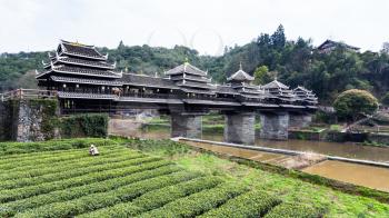 travel to China - tea plantation and Chengyang Wind and Rain Bridge (Fengyu, Yongji or Panlong Bridge) in Sanjiang Dong Autonomous County in spring season
