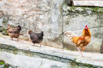 travel to China - Red cock and two hens on street in Chengyang village of Sanjiang Dong Autonomous County in spring season