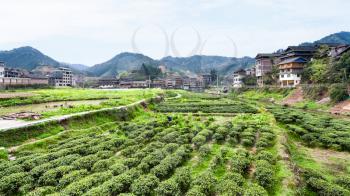 travel to China - tea plantations in Chengyang village of Sanjiang Dong Autonomous County in spring morning