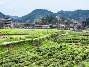 travel to China - tea bushes in Chengyang village of Sanjiang Dong Autonomous County in spring morning