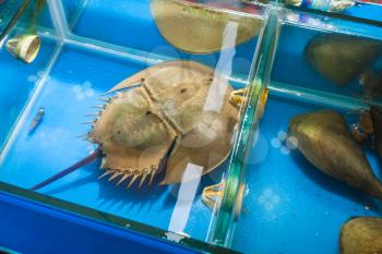 Travel to China - horseshoe crab (xiphosura) on Huangsha Aquatic Product Trading Market in Guangzhou city in spring season