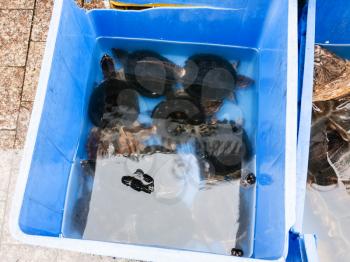 Travel to China - turtles on Huangsha Aquatic Product Trading Market in Guangzhou city in spring season