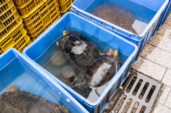 Travel to China - turtles in boxes on Huangsha Aquatic Product Trading Market in Guangzhou city in spring season