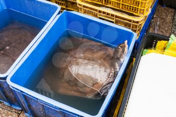 Travel to China - big turtle on Huangsha Aquatic Product Trading Market in Guangzhou city in spring season