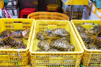 Travel to China - many turtles in boxes on Huangsha Aquatic Product Trading Market in Guangzhou city in spring season