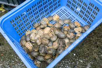 Travel to China - many little turtles in box on Huangsha Aquatic Product Trading Market in Guangzhou city in spring season