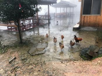 travel to China - chickens on street of Tiantou village in area Dazhai Longsheng Rice Terraces (Dragon's Backbone terrace, Longji Rice Terraces) country in spring rain season