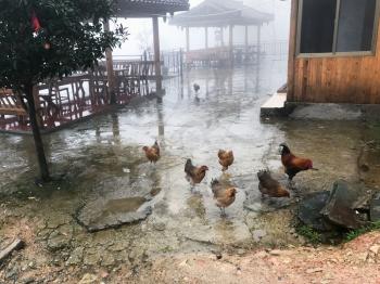 travel to China - chickens on square of Tiantou village in area Dazhai Longsheng Rice Terraces (Dragon's Backbone terrace, Longji Rice Terraces) country in spring rain season