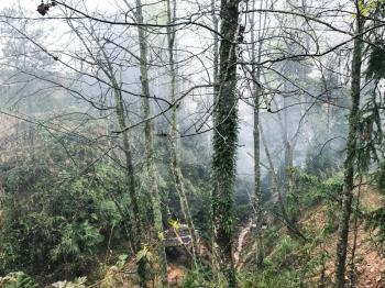 travel to China - wet tree trunks in mist rainforest in area of Dazhai Longsheng Rice Terraces (Dragon's Backbone terrace, Longji Rice Terraces) in spring season