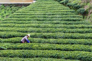 CHENGYANG, CHINA - MARCH 27, 2017: farmer on tea plantation in Chengyang village of Sanjiang Dong Autonomous County in spring. Chengyang district includes eight villages of the Dong people