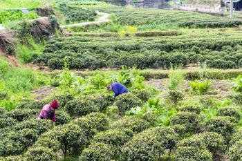 CHENGYANG, CHINA - MARCH 27, 2017: pickers on tea plantations in Chengyang village of Sanjiang Dong Autonomous County in spring season. Chengyang district includes eight villages of the Dong people