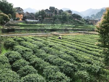 CHENGYANG, CHINA - MARCH 27, 2017: picker on tea plantation in Chengyang village of Sanjiang Dong Autonomous County in spring. Chengyang includes eight villages of the Dong people