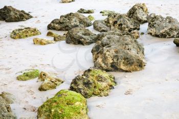 Travel to Algarve Portugal - coquina rocks in sand on beach Praia Maria Luisa near Albufeira city