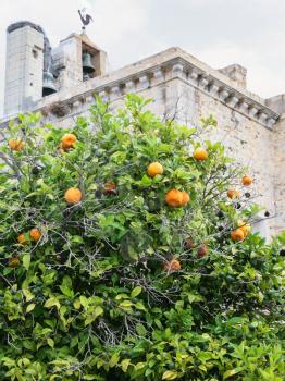 Travel to Algarve Portugal - tangerine tree with ripe fruits and medieval Faro Cathedral on background